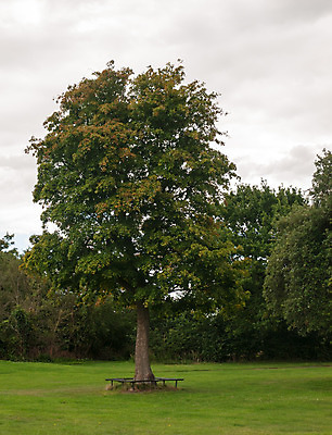 포토 JPG 해외이미지 나무 계절 공원 길 잎 벤치 의자 자연 휴식 영국 잉글랜드 풍경 잔디 사람없음 야외 목재 초록색 여름 평화 침묵 고요 봄 가을 도시 고독 오브젝트 장면 혼자 해외202004 해외포토 식물 공공시설 감정 유럽 컬러 가구 컨셉 재료 소리 생태계 파일형식 이미지허브