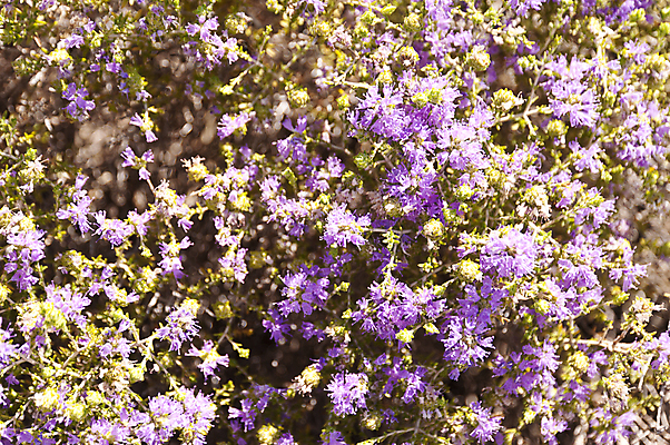 포토 JPG 해외이미지 식물 꽃 섬 여행 자연 사람없음 벚꽃 지중해 허브 그리스 묘사 그리스인 백리향 해외202004 해외포토 서양인 유럽 바다 생태계 파일형식 이미지허브