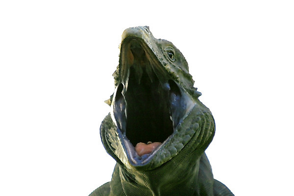 포토 JPG 해외이미지 동물 야생동물 백그라운드 파충류 자연 저울 사람없음 초록색 반려동물 흰색 용 입 도마뱀 하품 이구아나 고립 이국적 해외202004 해외포토 컬러 신체부위 생태계 생리현상 파일형식 이미지허브