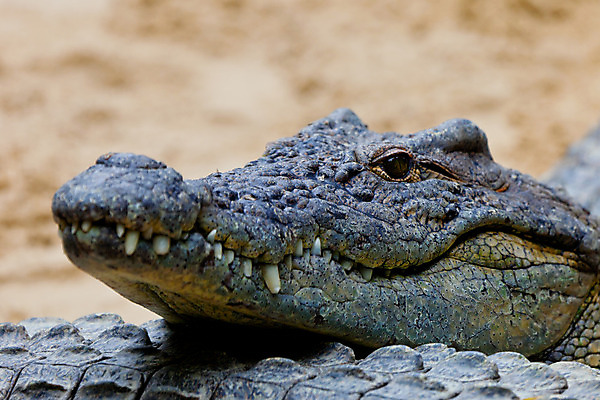 포토 JPG 해외이미지 동물 접시 야생동물 파충류 아프리카 자연 생물 동물원 저울 사람없음 가로 물 머리 입 치아 위험 큼 가죽 사파리 피부 묘사 육식동물 악어 사냥꾼 서식지 남쪽 내추럴 몬스터 힘찬 해외202004 해외포토 자연요소 직업 식기 나라 컨셉 신체부위 소화기관 크기 방향 생태계 파일형식 이미지허브