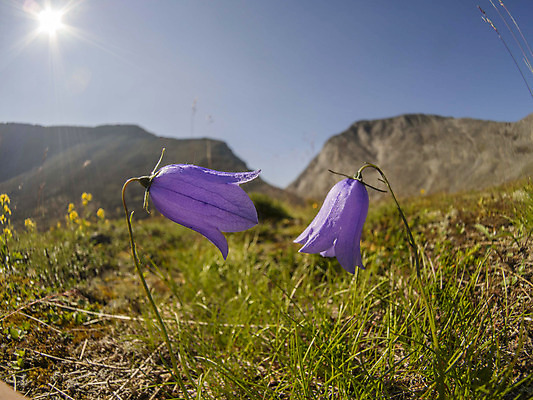 포토 JPG 해외이미지 나무 공원 꽃 여행 캐나다 북아메리카 밭 자연 산 국립공원 풍경 사람없음 여름 캠핑 하이킹 자유 체험 개화 황무지 숲 암초 드넓은 밴프 앨버타 전국 해외202004 해외포토 식물 계절 공공시설 컨셉 농업 레저 아메리카 생태계 파일형식 이미지허브