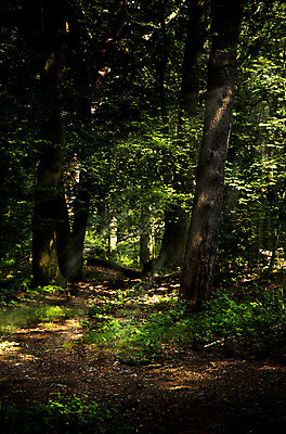 포토 JPG 해외이미지 나무 길 자연 아침 풍경 사람없음 야외 목재 세로 초록색 여름 빛 햇빛 걷기 숲 내추럴 해외202004 해외포토 주간 식물 계절 컬러 재료 모션 태양 생태계 파일형식 이미지허브