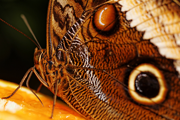 포토 JPG 해외이미지 동물 나비 곤충 백그라운드 무늬 패턴 날개 오렌지 자연 사람없음 갈색 노란색 검은색 줄무늬 회색 점 원형 닫기 벌레 묘사 질감 해외202004 해외포토 도형 컬러 과일 모션 생태계 파일형식 이미지허브