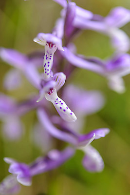포토 JPG 해외이미지 식물 계절 꽃잎 꽃 유럽 백그라운드 날개 자연 사람없음 야외 초록색 노란색 정원 보라색 봄 줄무늬 들꽃 벚꽃 신선 점 행운 난초 황무지 닫기 보호 작음 속도 싱글 멸종 내추럴 고립 해외202004 해외포토 나라 컬러 컨셉 무늬 모션 크기 생태계 파일형식 이미지허브