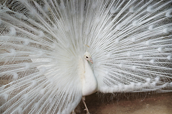 포토 JPG 해외이미지 동물 남자 야생동물 백그라운드 패턴 자연 조류 동물원 사람없음 야외 흰색 의식 우아함 공작 깃털 꼬리 부리 쇼 보여주기 이국적 해외202004 해외포토 컬러 컨셉 무늬 모션 사람 생태계 파일형식 이미지허브