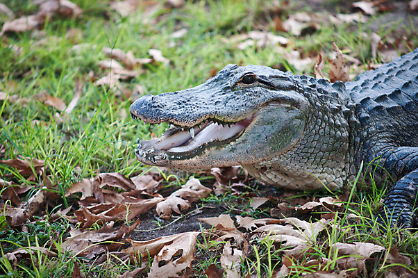 포토 JPG 해외이미지 동물 한마리 야생동물 파충류 휴가 사람없음 야외 육식동물 악어 해외202004 해외포토 1 파일형식 이미지허브