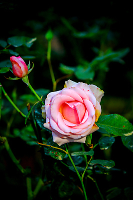 포토 JPG 해외이미지 공원 꽃 행복 분홍색 백그라운드 잎 자연 휴식 풍경 사람없음 빨간색 초록색 컬러풀 노란색 정원 보라색 봄 활발 벚꽃 신선 자주색 강렬 동물상 해외202004 해외포토 식물 계절 공공시설 감정 컬러 컨셉 조형물 생태계 파일형식 이미지허브