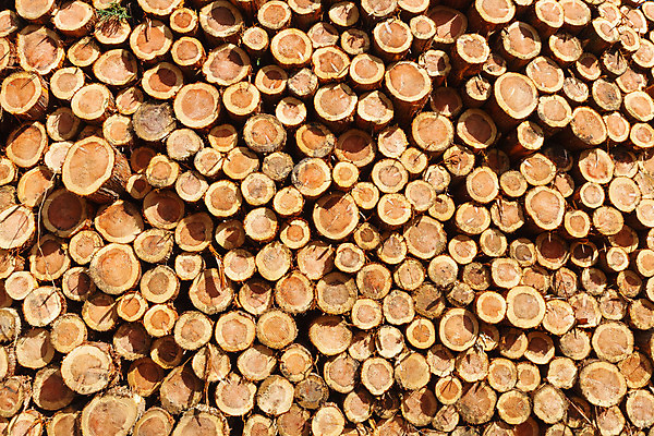 포토 JPG 해외이미지 나무 식물 산업 벽 조각 백그라운드 패턴 자연 불 추상 사람없음 목재 쌓기 환경 맑음 에너지 시골 반지 소나무 원형 거친 주식 숲 장작 자르기 묘사 벽난로 질감 날것 통나무 수납 잡동사니 흙더미 내추럴 벌목 생태학 수목 해외202004 해외포토 자연요소 도형 교육 무늬 재료 장신구 모션 날씨 금융 흙 생태계 파일형식 더미 이미지허브