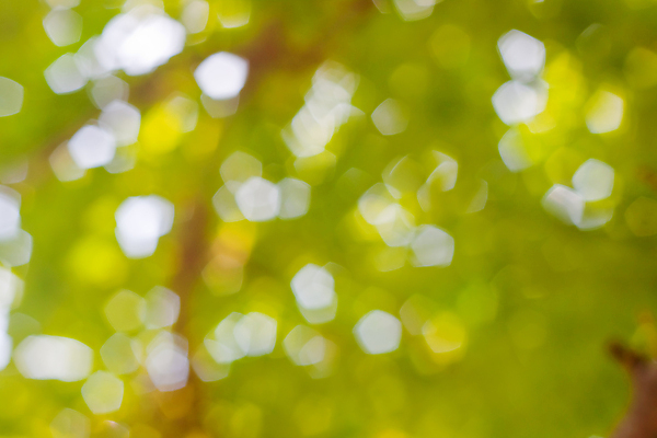 포토 JPG 해외이미지 주간 사람없음 야외 초록색 소프트포커스 보케 빛망울 블러 블러효과 보케백그라운드 해외202004 해외포토 자연요소 컬러 백그라운드 촬영기법 빛 파일형식 효과 이미지허브