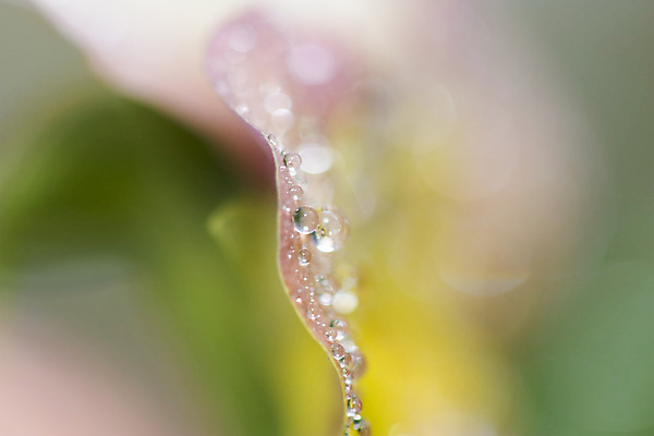 포토 JPG 해외이미지 식물 꽃 백그라운드 자연 씨앗 사람없음 물 떨어짐 제비꽃 오리지널 해외202004 해외포토 자연요소 컨셉 생태계 파일형식 이미지허브