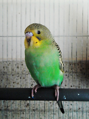 포토 JPG 해외이미지 동물 여자 남자 야생동물 2 날개 포옹 자연 조류 친절 생물 동물원 사랑 앉기 성인 사람없음 초록색 반려동물 노란색 쌍 달콤 호주 귓속말 깃털 부리 앵무새 새장 강렬 돌봄 동물상 이국적 잉꼬 해외202004 해외포토 감정 컬러 안기 모션 사람 조형물 오세아니아 맛 생태계 케이지 파일형식 이미지허브