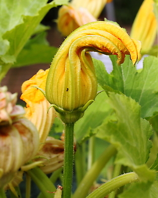 포토 JPG 해외이미지 식물 꽃 음식 줄기 채소 자연 사람없음 노란색 정원 주키니 주키니호박 해외202004 해외포토 컬러 생태계 파일형식 이미지허브