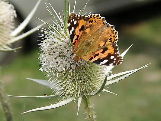 포토 JPG 해외이미지 식물 동물 야생동물 나비 곤충 날개 오렌지 자연 안테나 사람없음 초록색 여름 닫기 허브 콧수염 나방 내추럴 동물상 생존 해외202004 해외포토 계절 컬러 과일 통신 모션 수염 조형물 생태계 파일형식 이미지허브