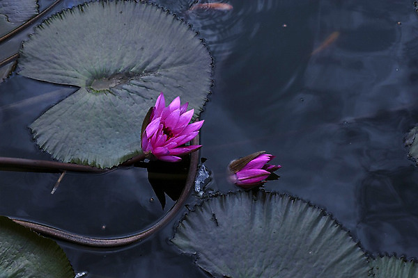 포토 JPG 해외이미지 식물 계절 공원 꽃잎 꽃 아시아 호수 분홍색 백그라운드 잎 꽃무늬 자연 어류 동양인 사람없음 야외 빨간색 초록색 물 빛 반사 귀여움 정원 수영 봄 벚꽃 연못 황금 금붕어 동쪽 내추럴 깊이 이국적 해외202004 해외포토 자연요소 공공시설 나라 컬러 컨셉 무늬 인종 수중동물 수상스포츠 방향 생태계 파일형식 이미지허브