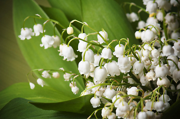 포토 JPG 해외이미지 식물 계절 공원 꽃잎 꽃 꽃다발 백그라운드 잎 꽃무늬 자연 사람없음 야외 초록색 햇빛 정원 계곡 봄 벚꽃 종 흰색 신선 개화 5월 허브 묘사 원예 향기 내추럴 해외202004 해외포토 공공시설 컬러 무늬 취미 태양 날짜 생태계 냄새 파일형식 이미지허브