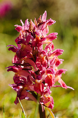 포토 JPG 해외이미지 식물 꽃 야생동물 분홍색 자연 스웨덴 사람없음 가로 빨간색 초록색 여름 빛 햇빛 태양 보라색 놀람 봄 활발 들꽃 벚꽃 개화 행운 난초 심볼 순수 강렬 석회암 스칸디나비아 해외202004 해외포토 자연요소 동물 계절 감정 컬러 컨셉 표정 북유럽 암석 생태계 파일형식 이미지허브