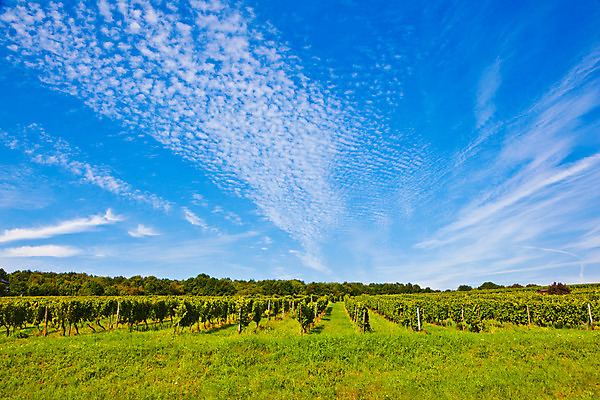 포토 JPG 해외이미지 식물 계절 열매 유럽 음료 백그라운드 잎 농업 다이어트 과일 자연 포도 독일 건강 풍경 사람없음 초록색 여름 와인 정원 주스 성장 가을 흰색 나뭇가지 신선 닫기 달콤 맛 샴페인 다발 만족 유기농 질감 포도밭 포도나무 내추럴 건포도 옛날 채식주의자 해외202004 해외포토 나무 웰빙 감정 나라 산업 컬러 컨셉 밭 모션 주류 과일나무 생태계 채식 건과일 파일형식 이미지허브