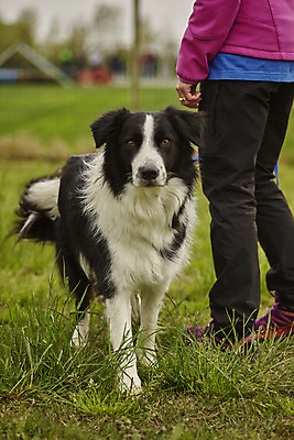 포토 JPG 해외이미지 동물 응시 공원 여자 행복 백그라운드 장난 포유류 자연 놀이 털 사랑 사람 사람없음 야외 초록색 여름 반려동물 갈색 검은색 봄 우정 산책 가을 흰색 개 강아지 작음 송곳니 기르기 유래 해외202004 해외포토 시선 계절 공공시설 감정 컬러 휴식 친구 치아 크기 생태계 돌봄 파일형식 이미지허브