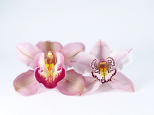 포토 JPG 해외이미지 꽃잎 꽃 줄기 백그라운드 전구 발렌타인데이 사람없음 검은색 회색 흰색 난초 우아함 닫기 이국적 해외202004 해외포토 식물 컬러 컨셉 모션 데이이벤트 파일형식 이미지허브