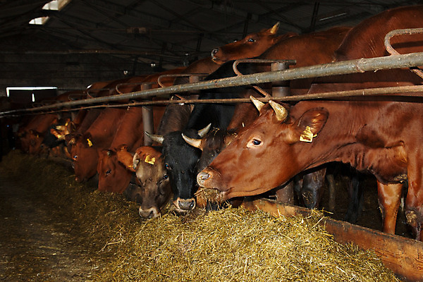 포토 JPG 해외이미지 동물 산업 음식 농업 실내 서기 사람없음 농장 가축 목장 시골 소 볏짚 먹이 먹기 코 송아지 밭일 수유 해외202004 해외포토 새끼 포유류 모션 내부 신체부위 짚 파일형식 이미지허브