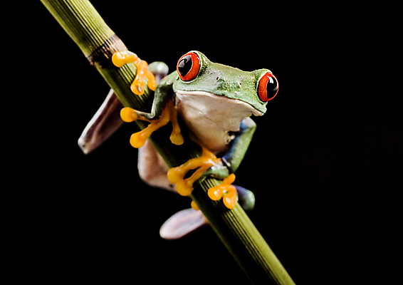 포토 JPG 해외이미지 한마리 야생동물 검은배경 실내 매달리기 양서류 사람없음 청개구리 잎줄기 해외202004 해외포토 동물 1 줄기 백그라운드 모션 개구리 내부 검은색 파일형식 이미지허브