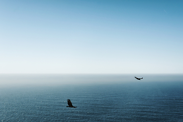 포토 JPG 해외이미지 주간 해외풍경 바다 두마리 조류 하늘 사람없음 야외 미국 캘리포니아 수평선 해외202004 해외포토 자연요소 동물 해외 2 북아메리카 풍경 파일형식 이미지허브