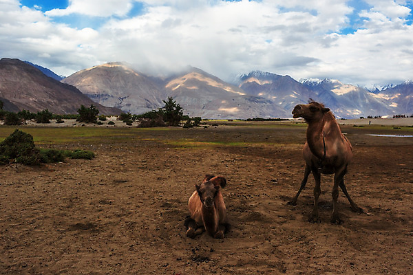 포토 JPG 해외이미지 동물 자연 산 풍경 사람없음 야외 낙타 내추럴 해외202004 해외포토 포유류 생태계 파일형식 이미지허브