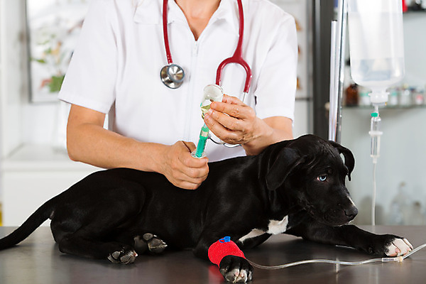 포토 JPG 해외이미지 동물 백인 직업 여자 새끼 유니폼 청진기 노동자 병원 한명 사람 반려동물 약 듣기 고통 간호사 의사 잡기 개 강아지 무서움 테리어 문서 사냥개 붕대 주사약 수의사 송곳니 돌봄 백신 해외202004 해외포토 서양인 1 옷 감정 포유류 의학 의료기기 모션 의료진 치아 파일형식 이미지허브