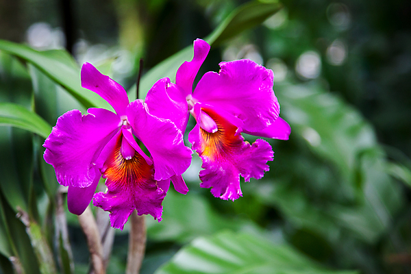 포토 JPG 해외이미지 식물 꽃잎 꽃 줄기 분홍색 꽃무늬 사람없음 가로 빨간색 초록색 컬러풀 노란색 보라색 흰색 개화 난초 자주색 묘사 분무기 잡종 구성 해외202004 해외포토 컬러 무늬 파일형식 이미지허브