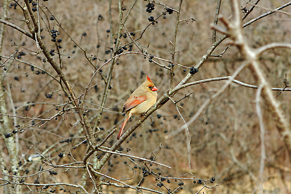 포토 JPG 해외이미지 나무 동물 1 여자 남자 야생동물 겨울 날개 노래 자연 조류 하늘 씨앗 앉기 사람없음 야외 빨간색 검은색 봄 추위 나뭇가지 선택 깃털 부리 북쪽 동물상 뒤뜰 가문비나무 해외202004 해외포토 식물 계절 음악 컬러 컨셉 모션 사람 조형물 방향 생태계 파일형식 이미지허브
