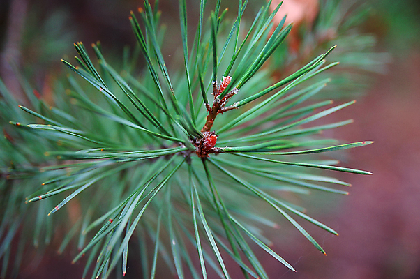 포토 JPG 해외이미지 나무 식물 전통 백그라운드 크리스마스 패턴 자연 새로움 사람없음 야외 목재 장식 초록색 나뭇가지 소나무 상록수 침엽수 전나무 해외202004 해외포토 기념일 컬러 컨셉 무늬 재료 생태계 파일형식 이미지허브