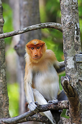 포토 JPG 해외이미지 동물 공원 아시아 야생동물 어린이 국립공원 종류 사람없음 초록색 원숭이 숲 수줍음 사파리 코 말레이시아 보호구역 수유 이국적 그리너리 해외202004 해외포토 공공시설 감정 나라 컬러 포유류 사람 신체부위 구역 파일형식 트랜드컬러 이미지허브