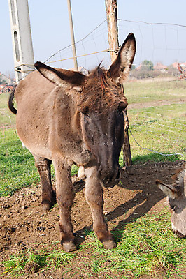 포토 JPG 해외이미지 동물 응시 여자 얼굴 밭 농업 포유류 자연 사람없음 초록색 여름 농장 갈색 머리 회색 시골 귀 당나귀 밭일 해외202004 해외포토 시선 계절 산업 컬러 사람 신체부위 말_동물 생태계 파일형식 이미지허브