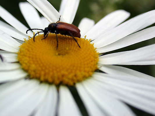 포토 JPG 해외이미지 식물 꽃잎 꽃 나비 곤충 백그라운드 잎 날개 자연 사람없음 여름 노란색 정원 봄 닫기 벌레 꽃가루 꿀 해외202004 해외포토 동물 계절 컬러 모션 가루 생태계 파일형식 이미지허브