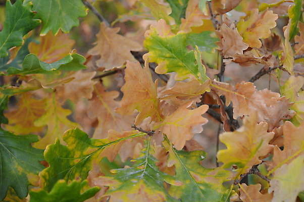 포토 JPG 해외이미지 나무 식물 계절 공원 백그라운드 단풍 잎 패턴 오렌지 자연 추상 건조 사람없음 빨간색 노란색 정원 활발 가을 숲 9월 11월 질감 10월 내추럴 해외202004 해외포토 공공시설 컬러 컨셉 무늬 과일 날짜 생태계 파일형식 이미지허브