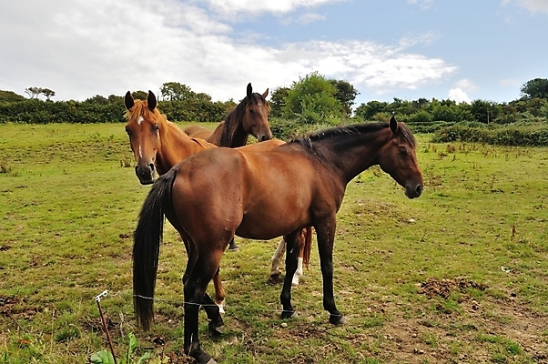포토 JPG 해외이미지 동물 포유류 3 서기 성인 사람없음 농장 해외202004 해외포토 농업 모션 사람 파일형식 이미지허브