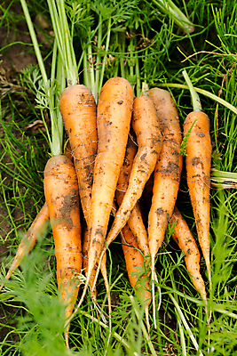 포토 JPG 해외이미지 식물 음식 백그라운드 패턴 밭 농업 채소 오렌지 과일 재료 자연 추상 건강 요리 사람없음 야외 빨간색 여름 농장 쌓기 정원 흙 당근 수확 성장 신선 원형 시장 닫기 달콤 맛 유혹 만족 유기농 지역 국산 건강식 내추럴 많음 해외202004 해외포토 도형 웰빙 계절 감정 산업 컬러 컨셉 무늬 모션 뿌리채소 생태계 파일형식 이미지허브