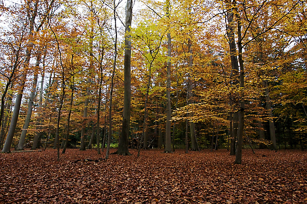 포토 JPG 해외이미지 나무 식물 잎 오렌지 자연 사람없음 야외 빨간색 컬러풀 갈색 노란색 평화 침묵 가을 숲 동물상 벌거벗은 해외202004 해외포토 계절 컬러 컨셉 과일 조형물 소리 생태계 파일형식 이미지허브