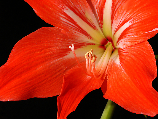 포토 JPG 해외이미지 꽃 줄기 사람없음 빨간색 신선 파편 꽃수술 정물화 해외202004 해외포토 식물 컬러 그림 파일형식 이미지허브