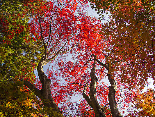 포토 JPG 해외이미지 나무 식물 계절 공원 백그라운드 단풍 잎 패턴 오렌지 자연 하늘 추상 사람없음 야외 빨간색 빛 컬러풀 햇빛 갈색 노란색 일본 활발 덮개 가을 나뭇가지 변화 황금 숲 11월 질감 장면 진홍색 빛망울 10월 내추럴 교토 해외202004 해외포토 공공시설 아시아 컬러 컨셉 무늬 과일 태양 뚜껑 날짜 생태계 파일형식 이미지허브