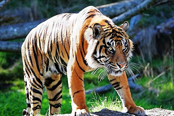 포토 JPG 해외이미지 동물 응시 시선 얼굴 야생동물 오렌지 포유류 아프리카 자연 털 동물원 사람없음 머리 고양이 줄무늬 분노 표현 호랑이 닫기 위험 큼 사파리 사냥 육식동물 사냥꾼 표범 노려봄 공격적 시베리아 해외202004 해외포토 직업 감정 나라 컨셉 무늬 과일 모션 표정 신체부위 반려동물 크기 생태계 파일형식 이미지허브