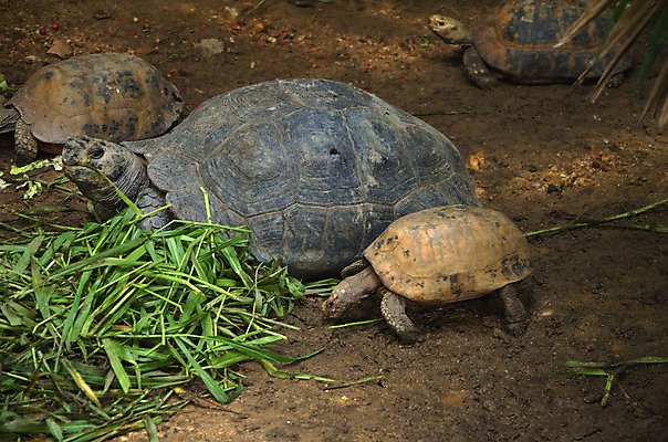 포토 JPG 해외이미지 전통 디자인 옷 야생동물 백그라운드 패턴 바지 파충류 자연 표면 피곤 양서류 사람없음 장식 초록색 물 파란색 반려동물 청춘 유행 어둠 껍질 직물 도시 잠 면 거북이 작음 남색 질감 땀 타이어 캔버스 섬유 느림 내추럴 그런지 옛날 스타일 해외202004 해외포토 자연요소 동물 컬러 컨셉 무늬 하의 크기 생태계 파일형식 이미지허브