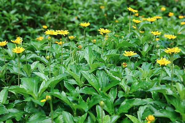 포토 JPG 해외이미지 식물 꽃 백그라운드 잎 꽃무늬 오렌지 태국 자연 사람없음 초록색 컬러풀 노란색 정원 황무지 닫기 데이지 내추럴 싱가폴 땅바닥 해외202004 해외포토 아시아 컬러 무늬 과일 모션 바닥 생태계 파일형식 이미지허브
