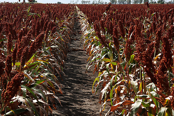 포토 JPG 해외이미지 구름 지구 백그라운드 밭 농업 건조 옥수수 사람없음 파란색 농작물 농장 농경지 환경 수확 시골 면 분위기 농부 예측 가득함 보리 가뭄 밭일 수평선 해외202004 해외포토 자연요소 직업 산업 컬러 컨셉 날씨 곡류 파일형식 이미지허브
