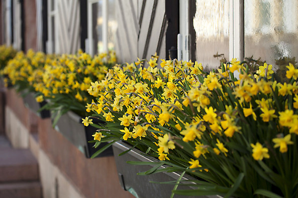 포토 JPG 해외이미지 라이프스타일 외관 꽃 유럽 벽 꽃무늬 건축양식 창문 유리 주택 프레임 사람없음 야외 목재 장식 빨간색 초록색 상자 손상 수확 신선 바 오픈 개화 널 가난 묘사 시멘트 볼트 셔터 석고 옛날 스타일 해외202004 해외포토 나무 식물 건축 나라 컬러 컨셉 무늬 농업 재료 재질 건물 생활 공구 파일형식 이미지허브