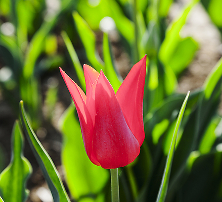 포토 JPG 해외이미지 식물 계절 꽃잎 꽃 감정 줄기 꽃다발 백그라운드 잎 밭 농업 자연 부활절 발렌타인데이 사랑 사람없음 야외 빨간색 초록색 컬러풀 햇빛 노란색 머리 정원 보라색 봄 활발 튤립 벚꽃 축하 신선 개화 다발 심볼 내추럴 강렬 많음 해외202004 해외포토 기념일 산업 컬러 컨셉 데이이벤트 신체부위 태양 생태계 파일형식 이미지허브