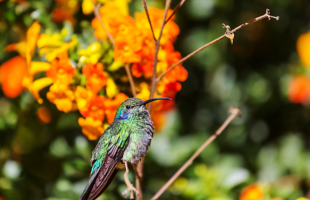 포토 JPG 해외이미지 꽃 야생동물 조류 사람없음 아웃포커스 작음 벌새 해외202004 해외포토 식물 동물 촬영기법 크기 파일형식 이미지허브
