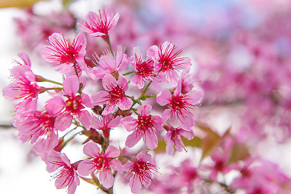 포토 JPG 해외이미지 나무 식물 계절 꽃 아시아 분홍색 여행 백그라운드 겨울 태국 자연 거리 풍경 사람없음 야외 컬러풀 일본 놀람 봄 벚꽃 개화 체리 히말라야 해외202004 해외포토 감정 나라 컬러 과일 표정 생태계 파일형식 산맥 이미지허브