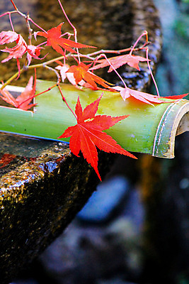 포토 JPG 해외이미지 나무 식물 계절 공원 실루엣 도로 여행 백그라운드 무지개 잎 패턴 자연 하늘 지붕 휴식 풍경 사람없음 빨간색 파란색 빛 컬러풀 햇빛 태양 정원 일본 활발 덮개 가을 나뭇가지 신선 보행로 닫기 숲 그늘 오솔길 강렬 해외202004 해외포토 자연요소 공공시설 아시아 길 컬러 컨셉 무늬 교통시설 모션 촬영기법 뚜껑 생태계 파일형식 이미지허브