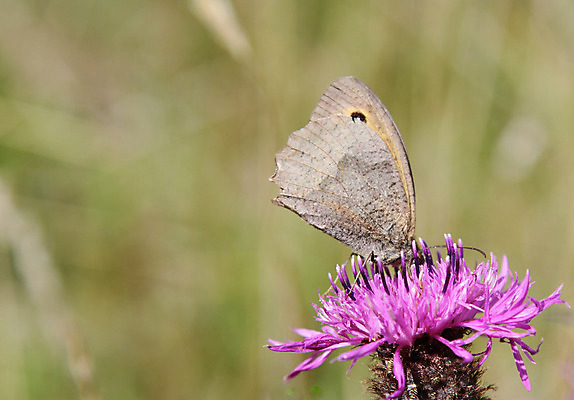 포토 JPG 해외이미지 식물 꽃 나비 곤충 날개 자연 사람없음 갈색 통과 동물상 해외202004 해외포토 동물 컬러 조형물 생태계 파일형식 이미지허브